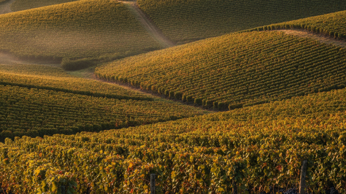 Vendanges 2026 en Bourgogne : trois bassins, des domaines minuscules