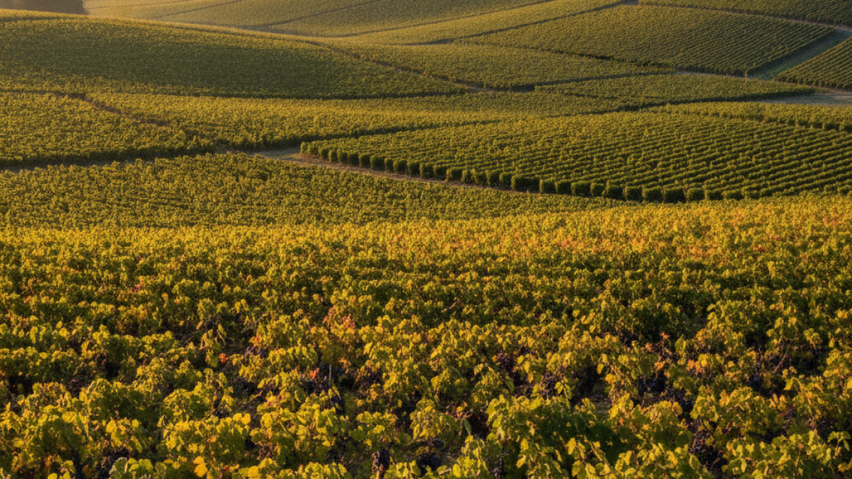 Vendanges 2026 en Champagne : fin août, 100 % manuel, fenêtre courte