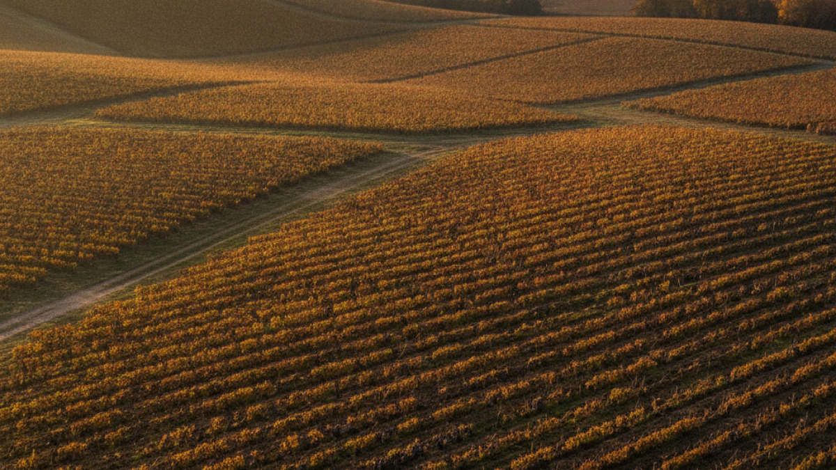 Bilan des vendanges 2026 en Bordelais